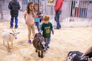 Kids with goats